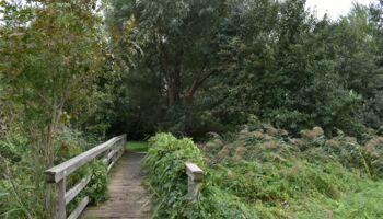 2. Retentionsbecken Roseldorf
