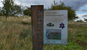 13. Felstrockenrasen Feldberg
